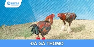 da-ga-thomo (1)