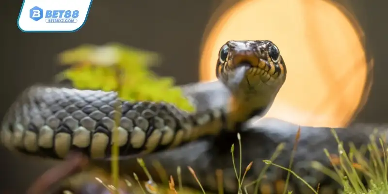 Giấc mơ thấy rắn có thể là tự nhiên hoặc do ám ảnh hình ảnh