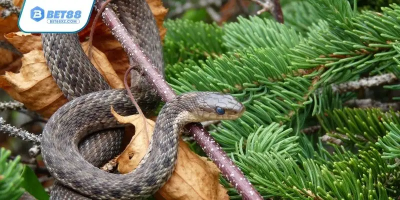 Nằm mơ thấy rắn đánh số gì để kiếm thưởng lớn về nhà