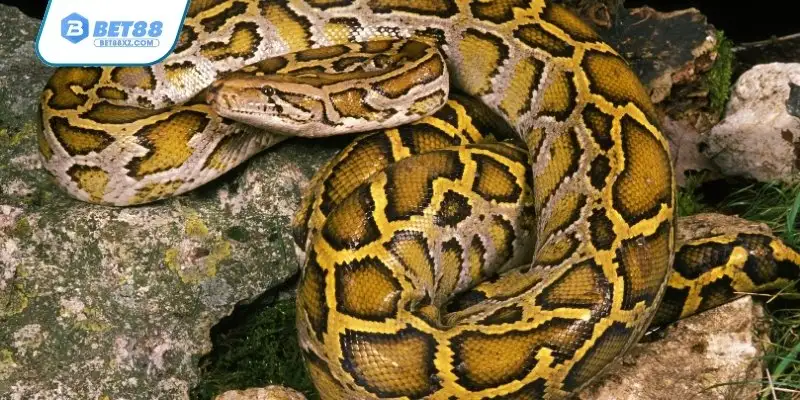 Nằm mơ thấy rắn đánh số gì và điềm báo chi tiết nhất