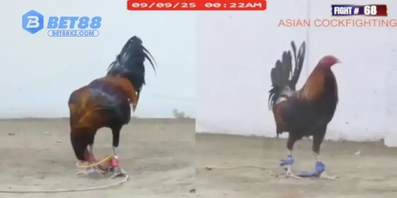 Nguyên tắc cần biết khi đặt cược đá gà Thomo