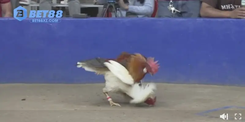 Phân hạng rõ ràng khi chơi đá gà Mỹ