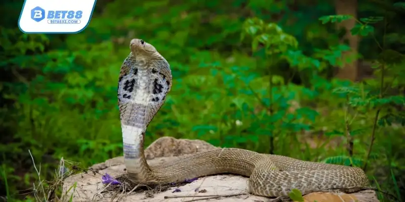 Thống tin khái quát chung về ý nghĩa của giấc mơ thấy rắn