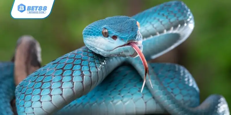 Tùy tình huống của giấc chiêm bao sẽ có một điềm bào, ý nghĩa khác nhau