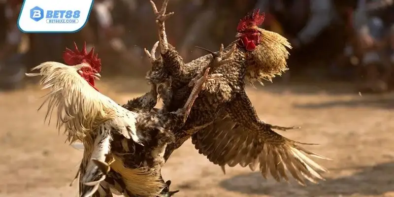 Vì sao thương hiệu đá gà Bet88 này lại được nhiều thành viên ưa chuộng?